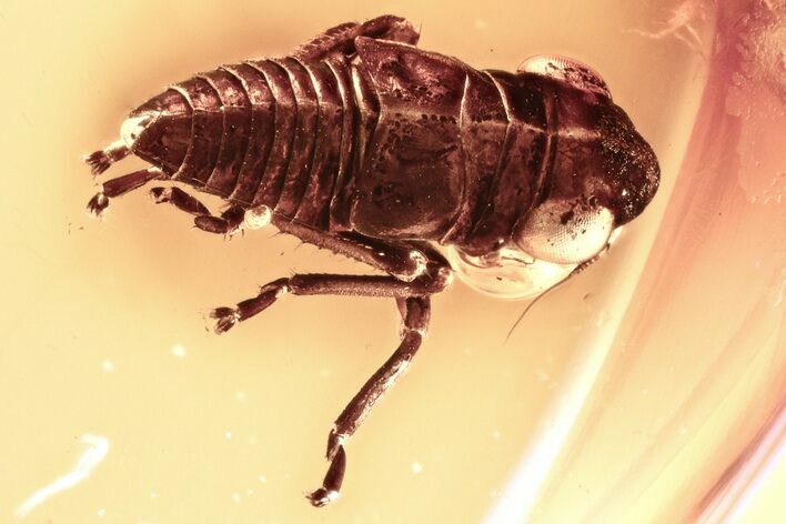 Fossil Leafhopper (Cicadellidae) In Baltic Amber - Jewelry Quality #343427